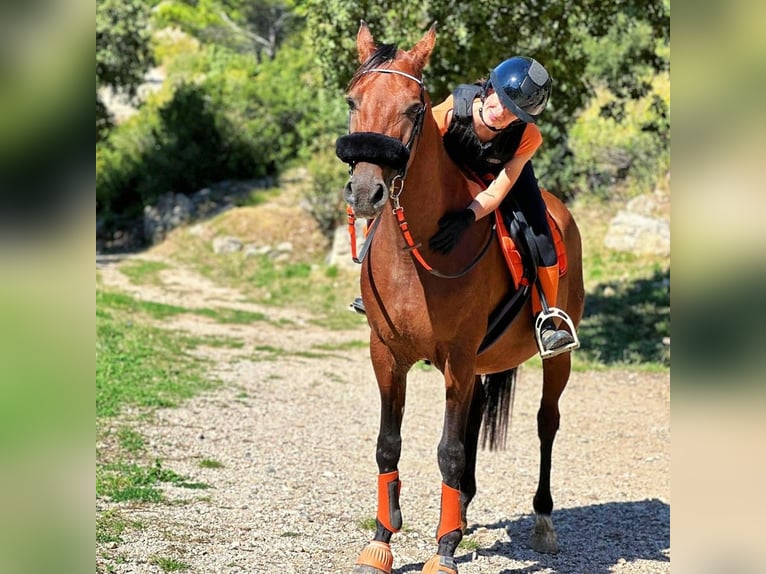 Altre razze Castrone 15 Anni 155 cm Baio in Aubagne