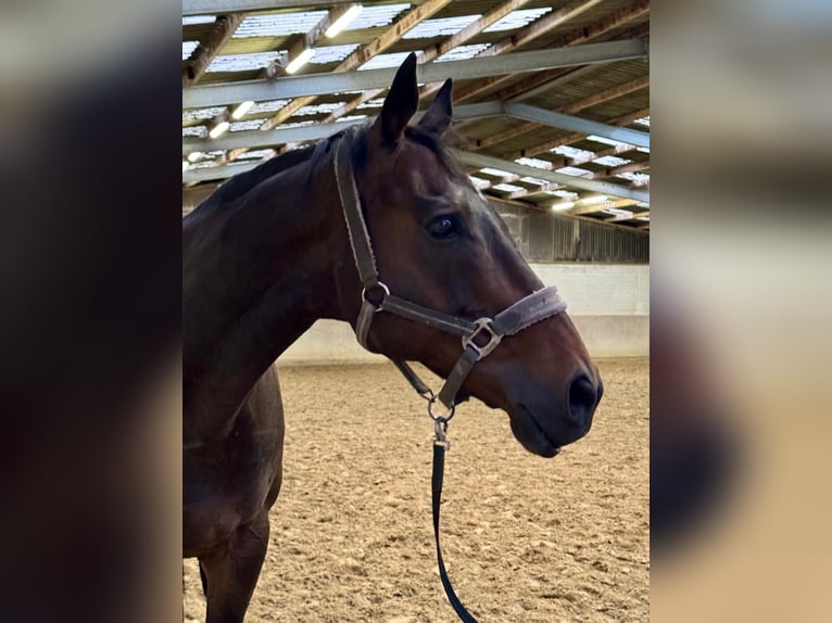 Altre razze Castrone 15 Anni 164 cm Baio scuro in Grevenbroich