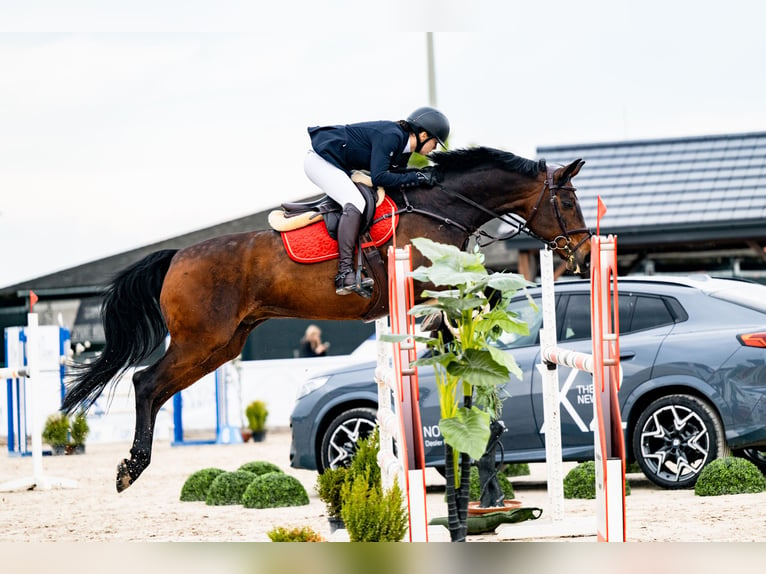 Altre razze Mix Castrone 15 Anni 168 cm Baio in Zaklików