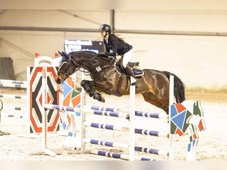 Altre razze Mix Castrone 15 Anni 168 cm Baio in Zaklików