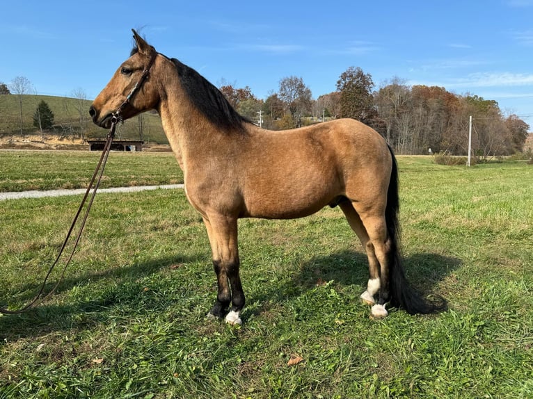 Altre razze Castrone 16 Anni 152 cm Pelle di daino in Moscow