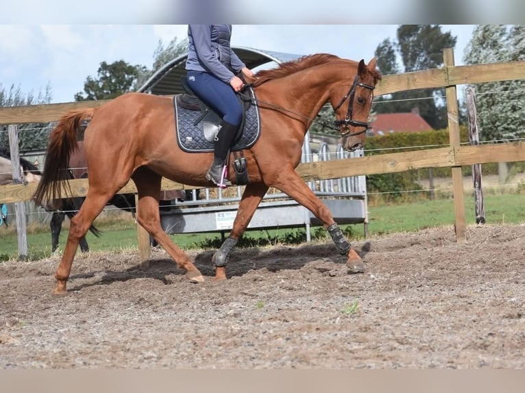 Altre razze Castrone 16 Anni 160 cm Sauro in Achtmaal