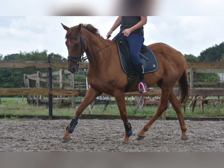 Altre razze Castrone 16 Anni 160 cm Sauro in Achtmaal