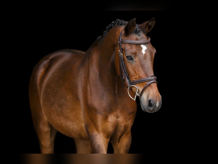 Altre razze Castrone 17 Anni 148 cm Baio in Oost West en Middelbeers