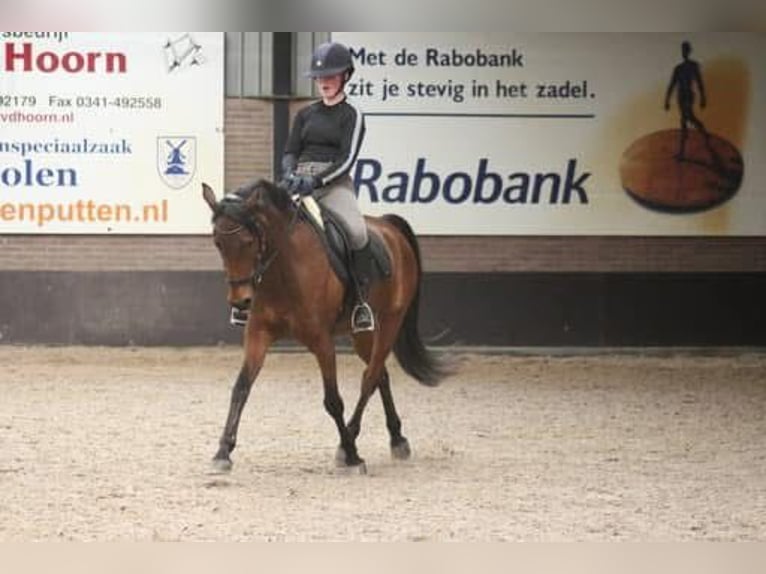 Altre razze Mix Castrone 17 Anni 153 cm Baio in Voorthuizen