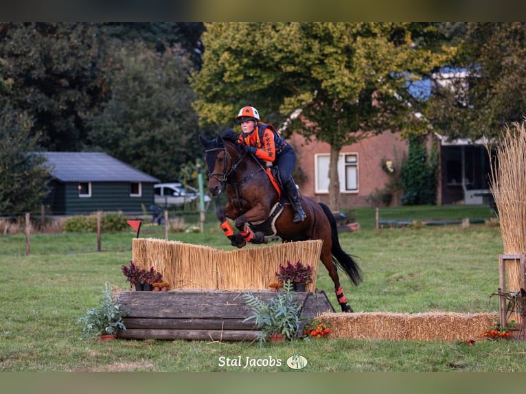 Altre razze Mix Castrone 17 Anni 153 cm Baio in Voorthuizen