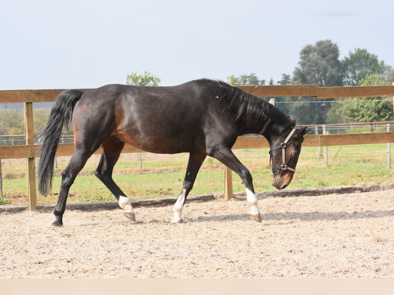 Altre razze Castrone 17 Anni 156 cm Baio scuro in Achtmaal