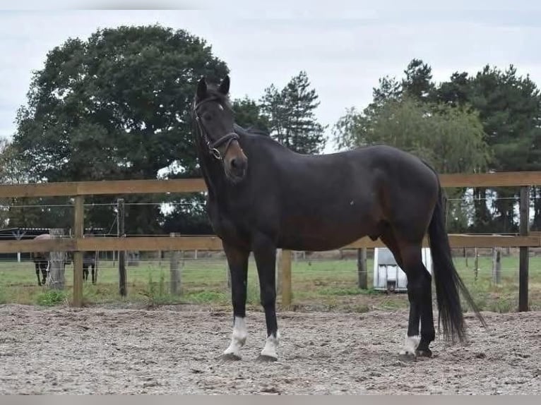 Altre razze Castrone 17 Anni 156 cm Baio scuro in Achtmaal