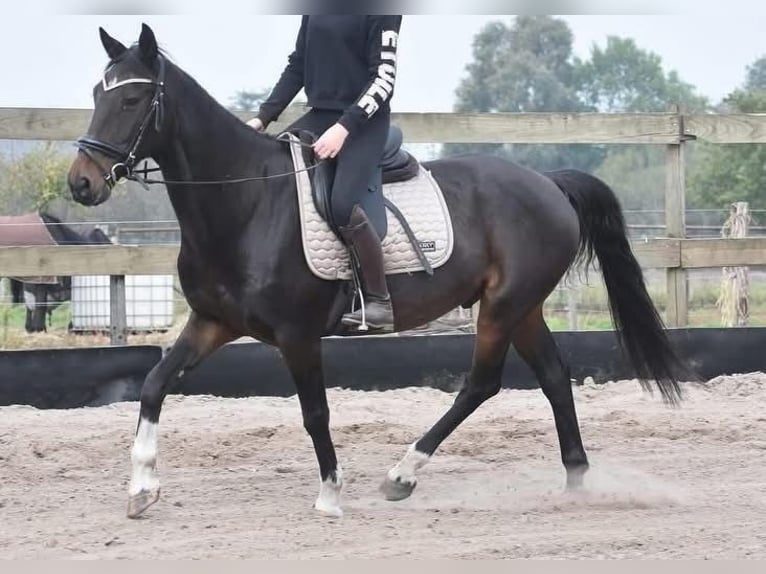 Altre razze Castrone 17 Anni 156 cm Baio scuro in Achtmaal