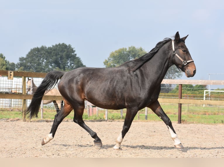 Altre razze Castrone 17 Anni 158 cm Baio scuro in Achtmaal