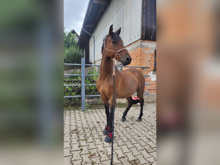 Altre razze Mix Castrone 17 Anni 160 cm Baio in Bühlerzell