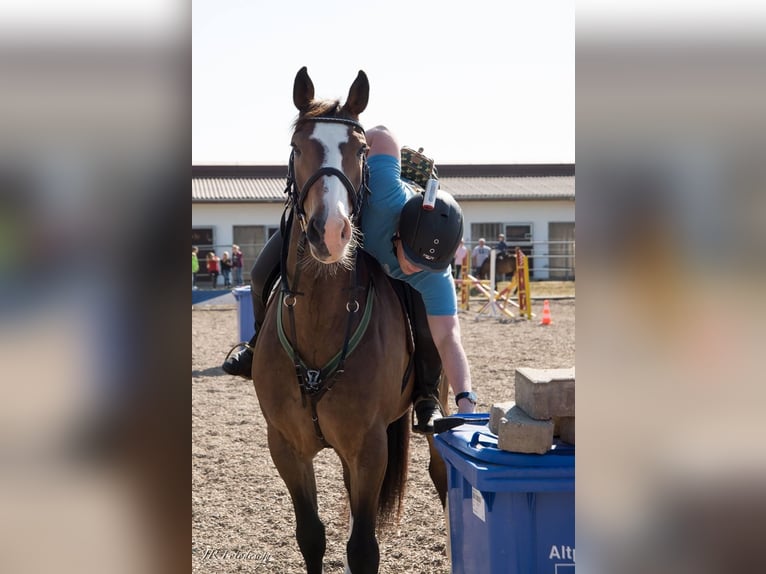 Altre razze Mix Castrone 17 Anni 162 cm Baio in Wörnitz