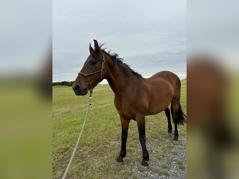 Altre razze Mix Castrone 17 Anni 166 cm Baio scuro in Neukirchenn-Vluyn