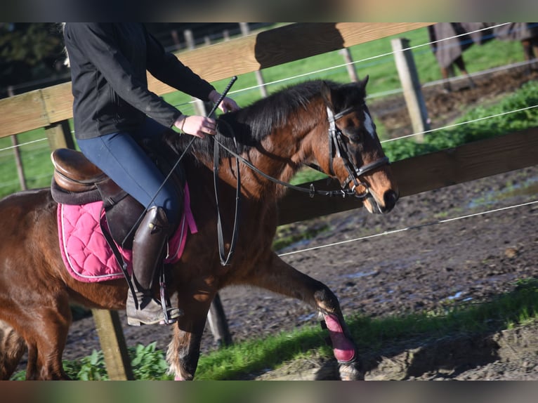 Altre razze Castrone 18 Anni 134 cm Baio in Achtmaal