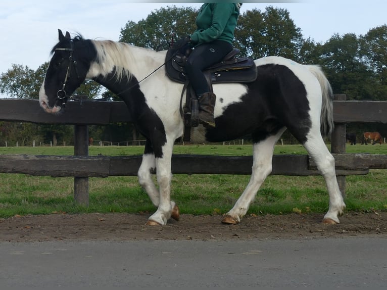 Altre razze Castrone 18 Anni 154 cm Pezzato in Lathen