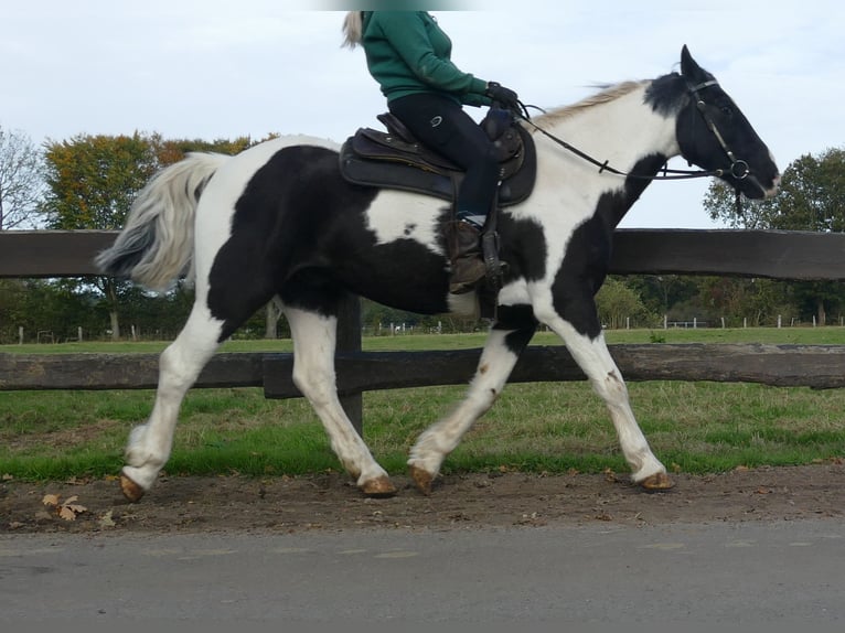 Altre razze Castrone 18 Anni 154 cm Pezzato in Lathen