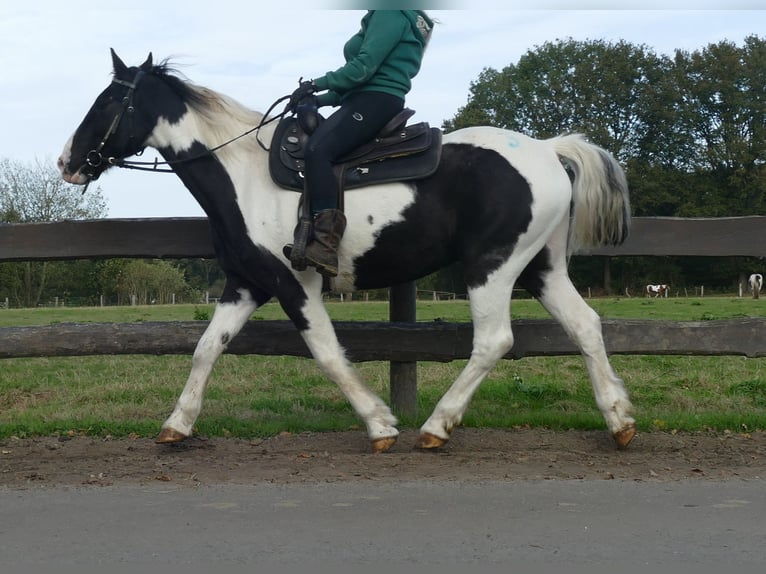 Altre razze Castrone 18 Anni 154 cm Pezzato in Lathen