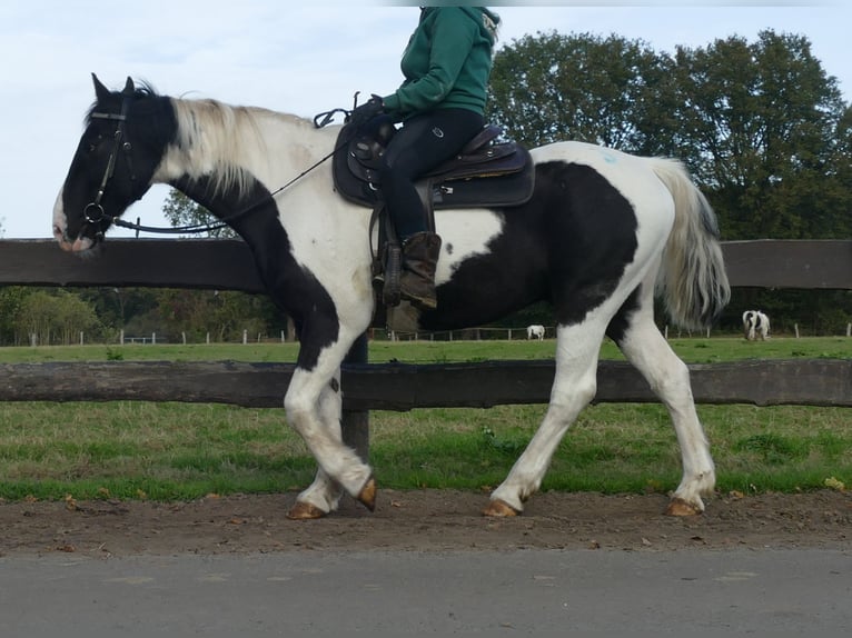 Altre razze Castrone 18 Anni 154 cm Pezzato in Lathen