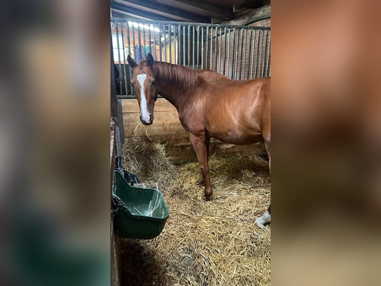 Altre razze Mix Castrone 18 Anni 160 cm Sauro in D&#xF6;rpen