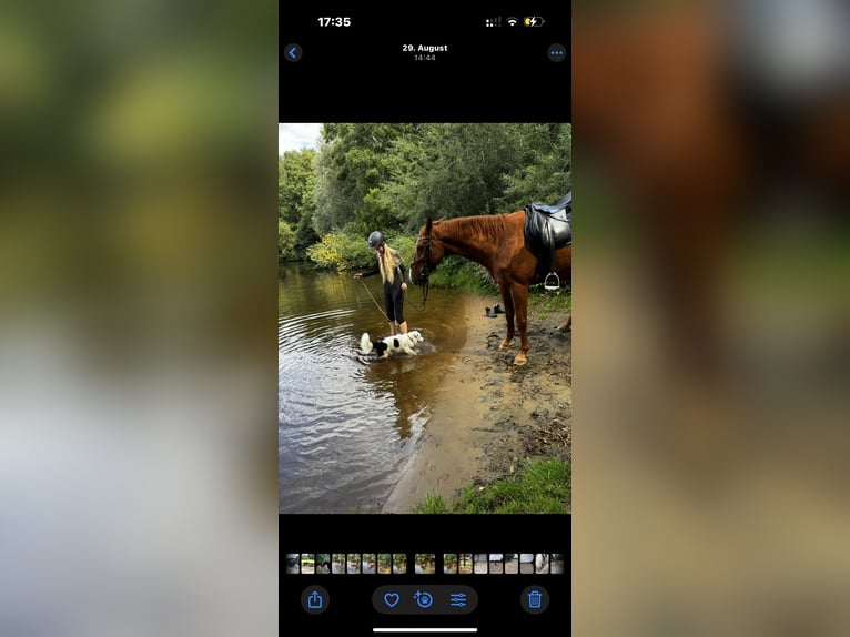 Altre razze Mix Castrone 18 Anni 160 cm Sauro in D&#xF6;rpen