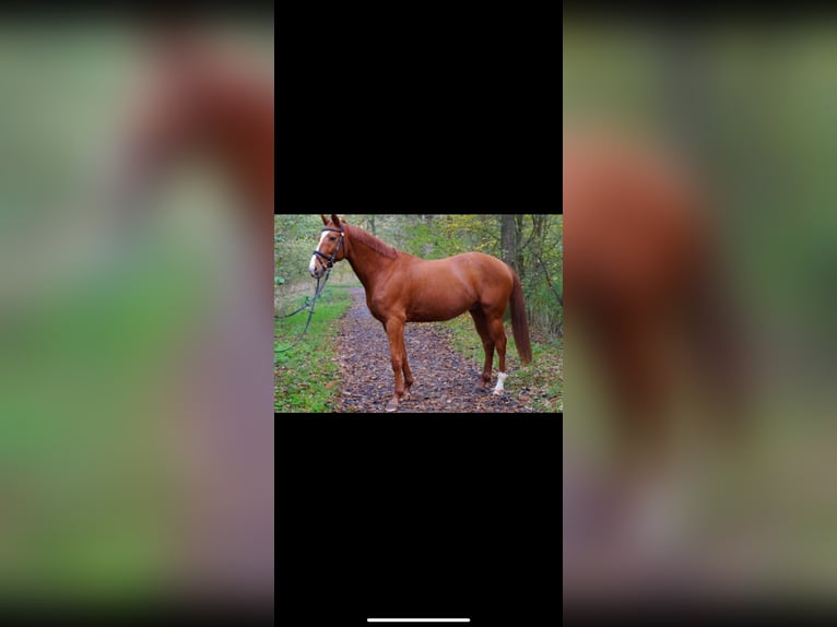 Altre razze Mix Castrone 18 Anni 160 cm Sauro in D&#xF6;rpen