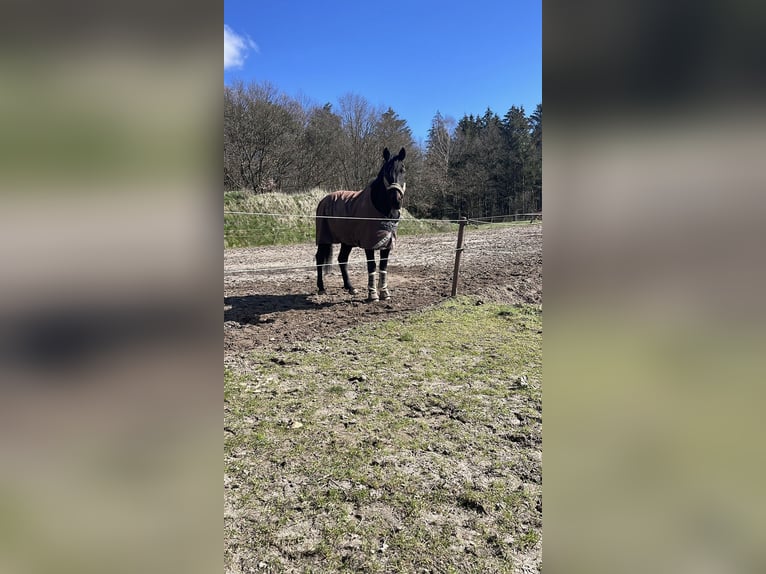 Altre razze Castrone 18 Anni 170 cm Baio nero in Neu Wulmstorf