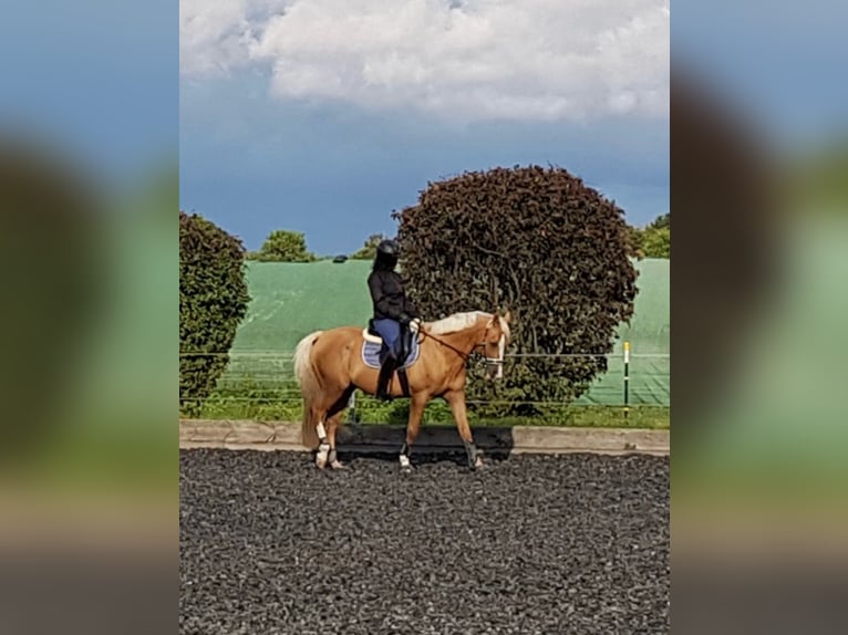 Altre razze Castrone 19 Anni 154 cm Palomino in Nordstemmen