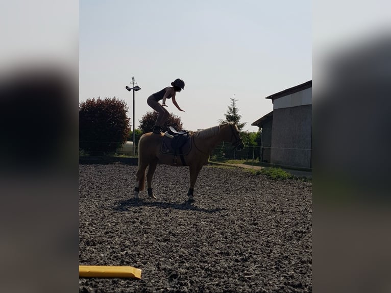 Altre razze Castrone 19 Anni 154 cm Palomino in Nordstemmen