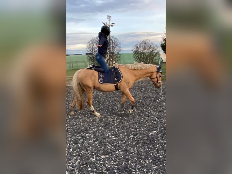 Altre razze Castrone 19 Anni 154 cm Palomino in Nordstemmen