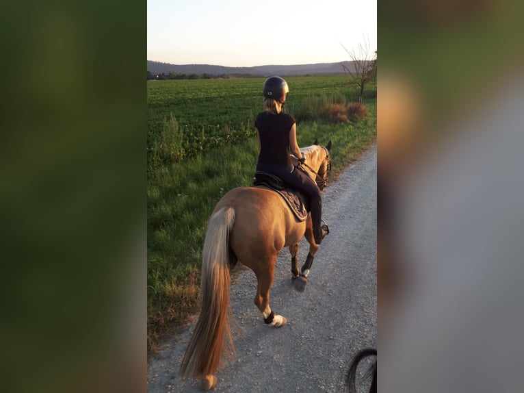 Altre razze Castrone 19 Anni 154 cm Palomino in Nordstemmen