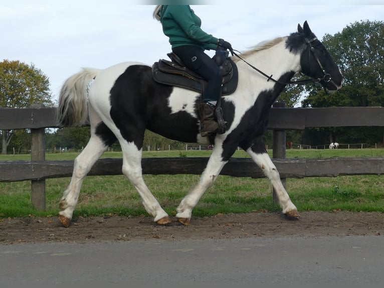 Altre razze Castrone 19 Anni 154 cm Pezzato in Lathen