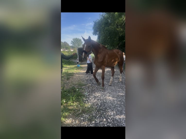 Altre razze Castrone 20 Anni 183 cm Sauro in La Colle-sur-Loup