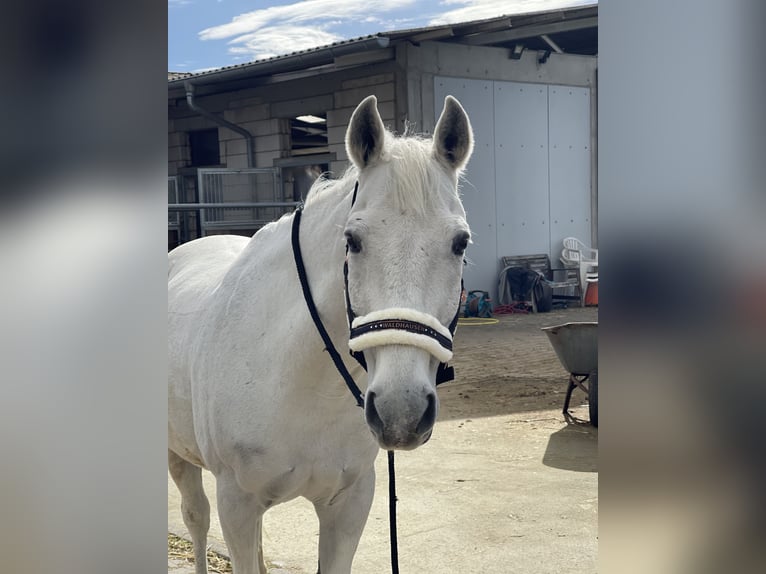 Altre razze Castrone 23 Anni 154 cm Grigio in Eppelheim