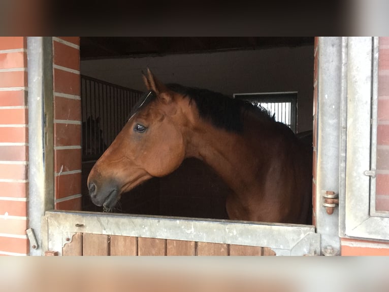 Altre razze Castrone 24 Anni 165 cm Baio in Berne