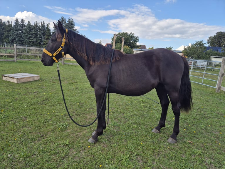 Altre razze Mix Castrone 2 Anni 150 cm Morello in Toddin