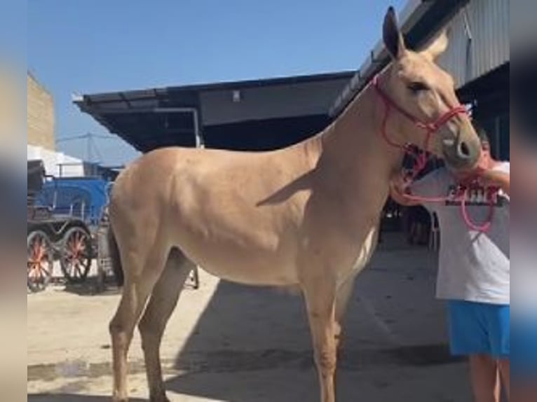 Altre razze Mix Castrone 2 Anni 153 cm Overo-tutti i colori in SEVILLA