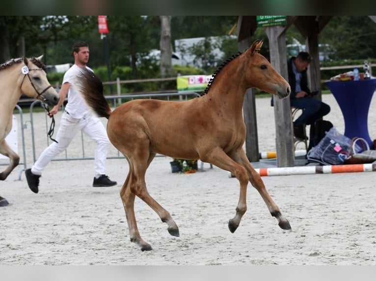 Altre razze Castrone 2 Anni 159 cm Baio scuro in Enschede