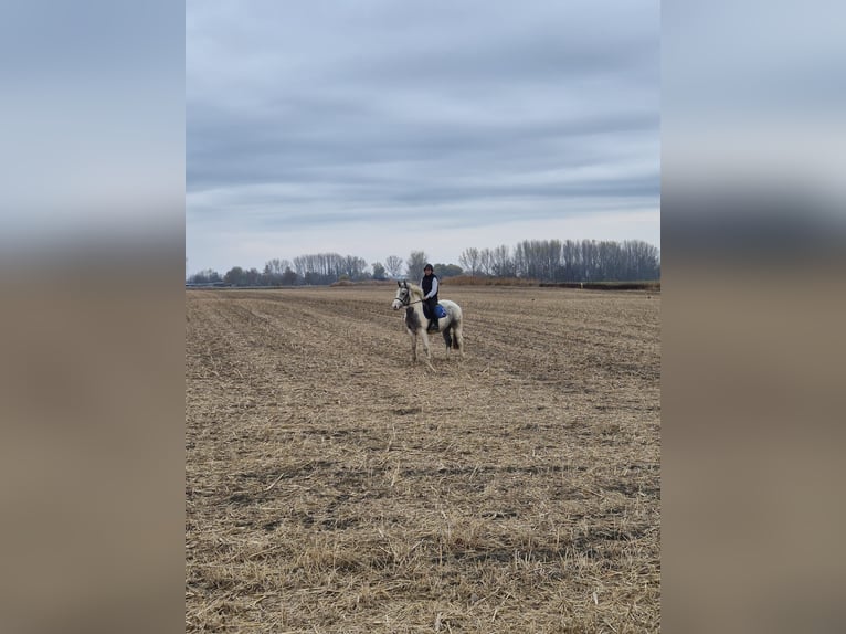 Altre razze Mix Castrone 2 Anni Pezzato in Győrzámoly