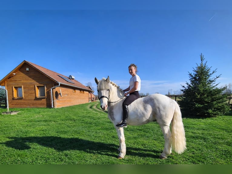 Altre razze Mix Castrone 2 Anni Pezzato in Győrzámoly