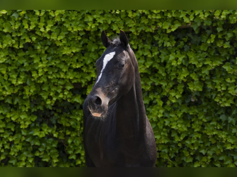 Altre razze Castrone 3 Anni 136 cm Baio nero in Waddinxveen