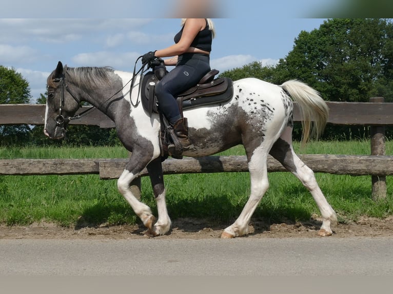 Altre razze Castrone 3 Anni 141 cm Pezzato in Lathen