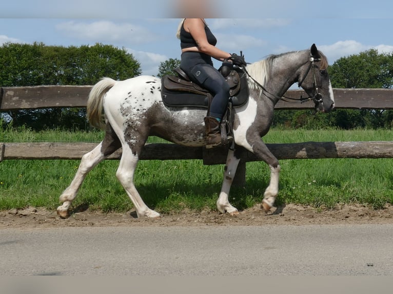 Altre razze Castrone 3 Anni 141 cm Pezzato in Lathen