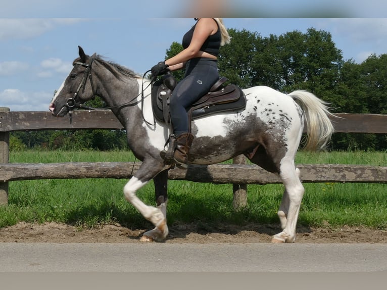 Altre razze Castrone 3 Anni 141 cm Pezzato in Lathen