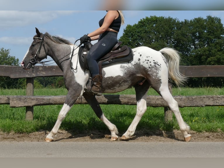 Altre razze Castrone 3 Anni 141 cm Pezzato in Lathen