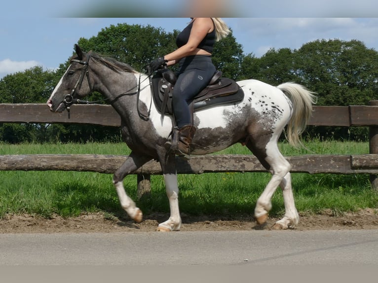 Altre razze Castrone 3 Anni 141 cm Pezzato in Lathen