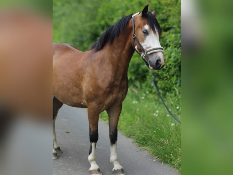 Altre razze Castrone 3 Anni 145 cm Baio scuro in Grevenbroich