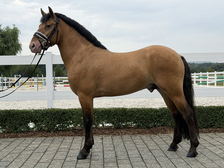 Altre razze Mix Castrone 3 Anni 147 cm Falbo in Riedlingen