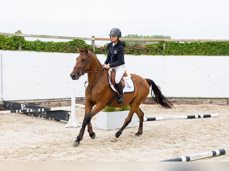 Altre razze Castrone 3 Anni 150 cm Baio in Waddinxveen