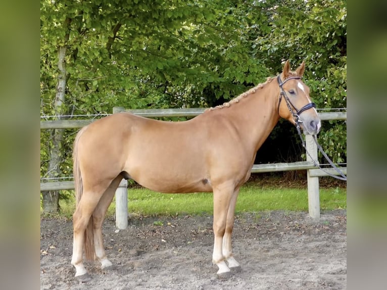 Altre razze Castrone 3 Anni 150 cm Sauro in Bünde
