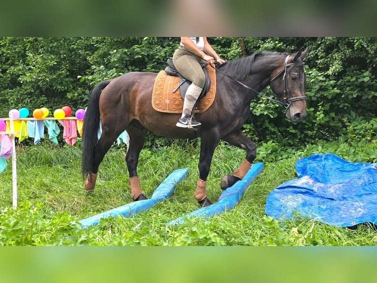 Altre razze Castrone 3 Anni 151 cm Baio scuro in Linkenbach